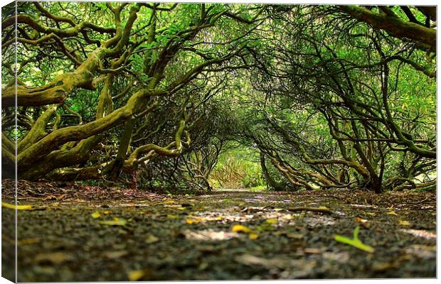 tunnel of trees Canvas Print by craig preece