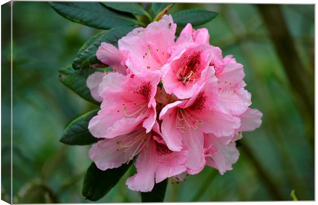  Pink Rhododendron Canvas Print by Paul Collis