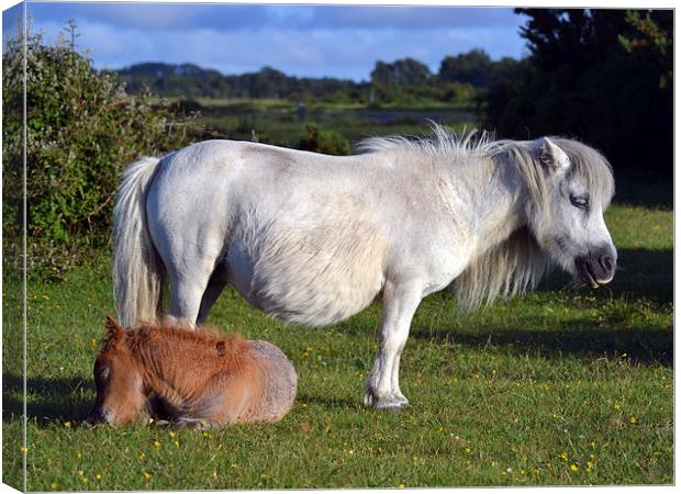  New forest Pony and Foal Canvas Print by Paul Collis