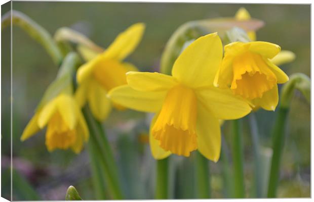 Daffodils Canvas Print by Paul Collis