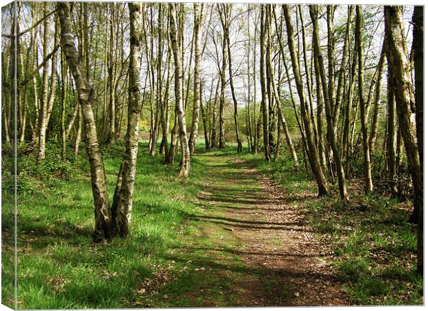  A walk in the woods Canvas Print by Paul Collis
