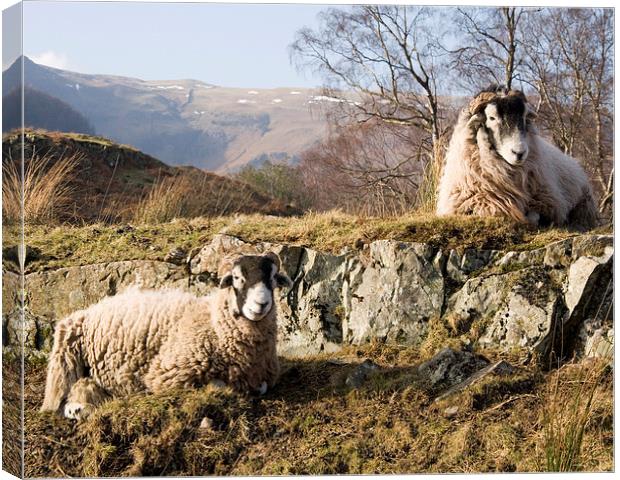 Sheep in the lakes Canvas Print by Paul Collis