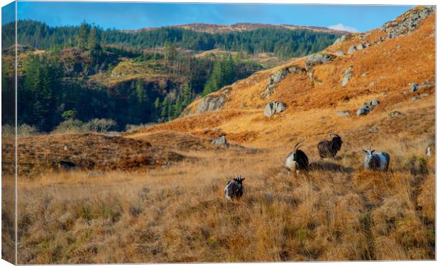 Galloway's wild goats Canvas Print by Paul Collis