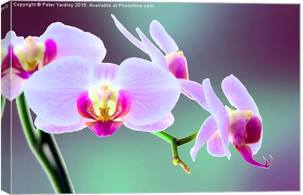  Moth Orchid #1 Canvas Print by Peter Yardley