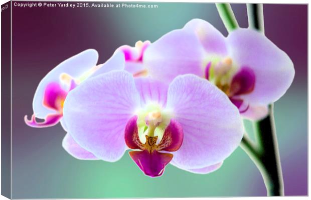  Moth Orchid #3 Canvas Print by Peter Yardley