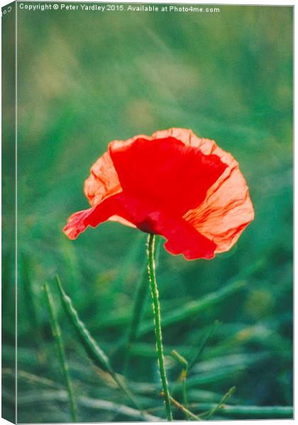  Poppy…Standing Proud Canvas Print by Peter Yardley