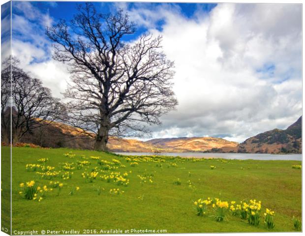 Ullswater Daffodils Canvas Print by Peter Yardley
