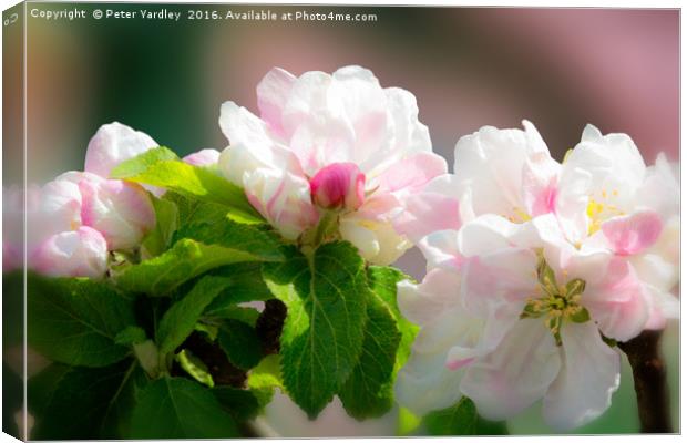 Apple Blossom Canvas Print by Peter Yardley
