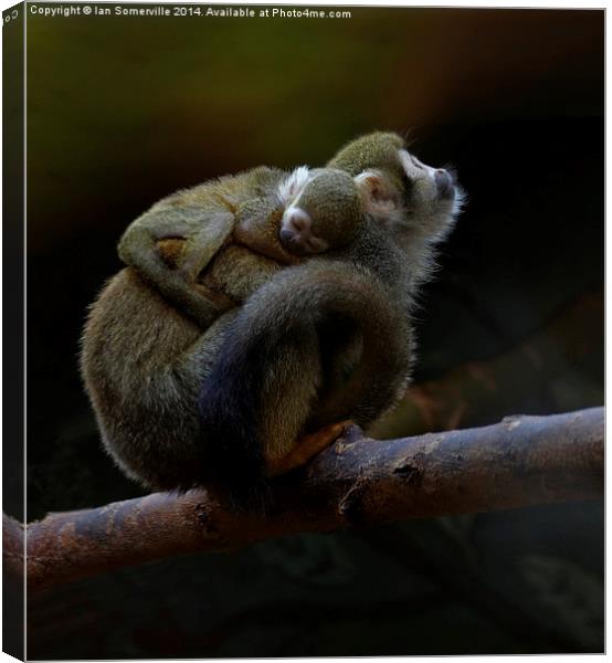  Hold tight little one Canvas Print by Ian Somerville