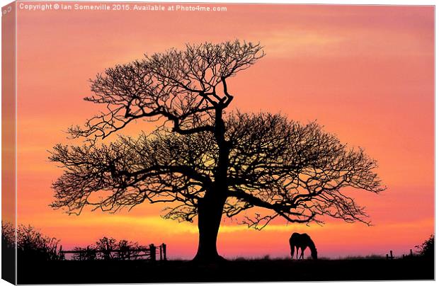  silhouette at sunset Canvas Print by Ian Somerville