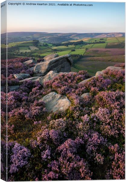 Heather at the Worm Stones, Glossop, Derbyshire Canvas Print by Andrew Kearton