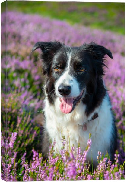 Border Collie in summer heather Canvas Print by Andrew Kearton