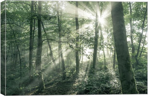 Morning sunlight in an English woodland Canvas Print by Andrew Kearton