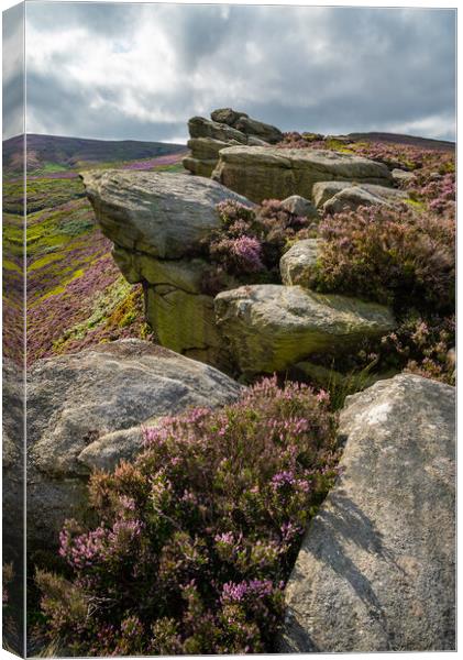 Heather blooming around theThe Worm Stones, Glossop, Derbyshire Canvas Print by Andrew Kearton