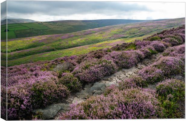 Path on the heather moorland above Glossop in the High Peak Canvas Print by Andrew Kearton