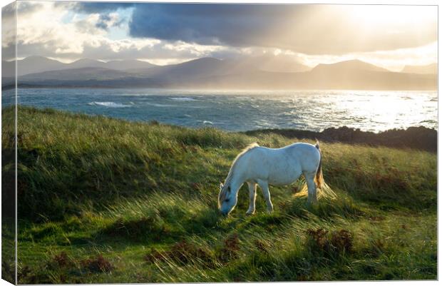 Wild pony on Llanddwyn Island, Anglesey, Wales Canvas Print by Andrew Kearton