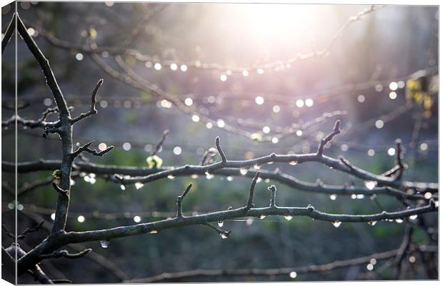  Frost and sparkly dew on Hawthorn branches Canvas Print by Andrew Kearton