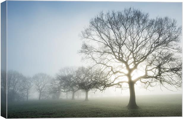 Glowing Oak on an ethereal morning Canvas Print by Andrew Kearton