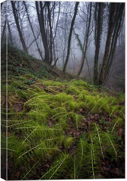  In the damp, misty woods Canvas Print by Andrew Kearton