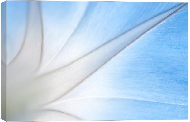 Stylish lines in a morning glory flower Canvas Print by Andrew Kearton