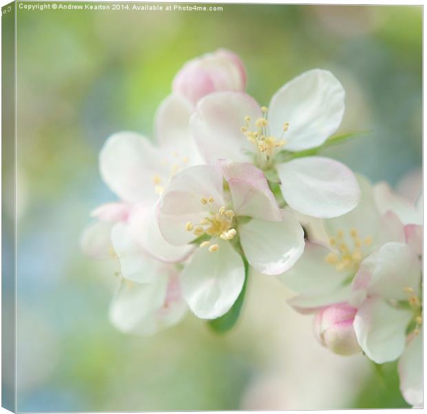  Light and Springy, Apple Blossom Canvas Print by Andrew Kearton
