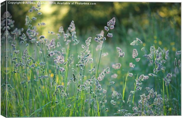 Mid summer meadow grasses Canvas Print by Andrew Kearton
