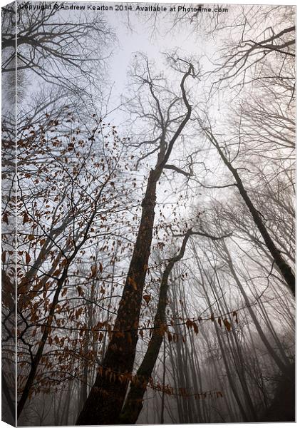  Winter woodland moods Canvas Print by Andrew Kearton