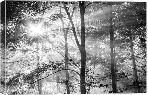  Sunbeams in the woods Canvas Print by Andrew Kearton