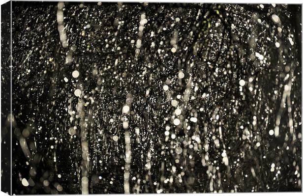  Sparkling raindrops on Hawthorn branches Canvas Print by Andrew Kearton