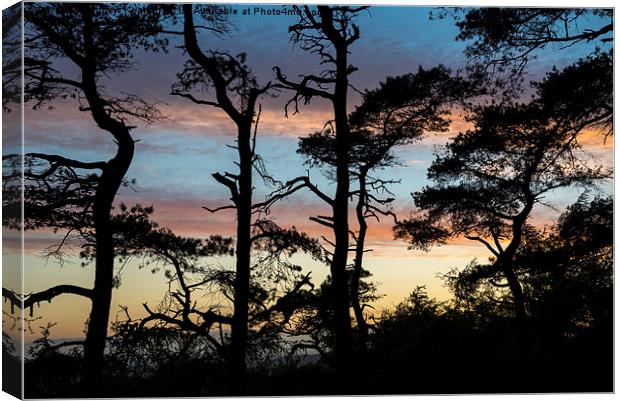  Scots pine silhouettes at sunset Canvas Print by Andrew Kearton
