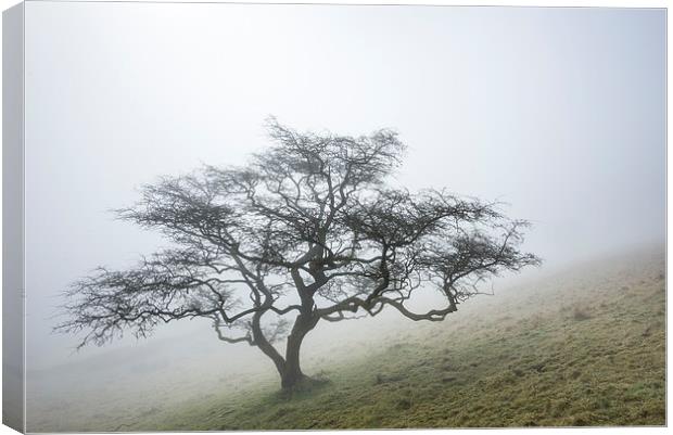  A lone Hawthorn on a misty hillside Canvas Print by Andrew Kearton