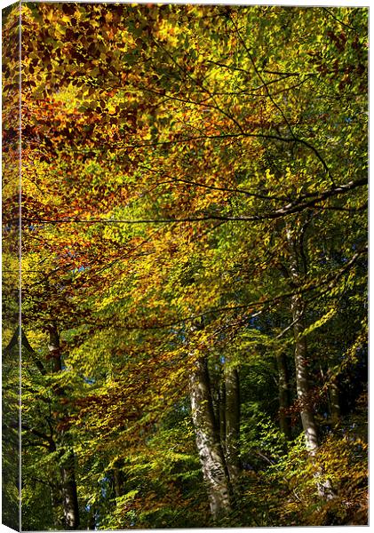 Beech trees in full Autumn colour Canvas Print by Andrew Kearton