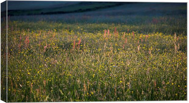  Low sunlight on a summer meadow Canvas Print by Andrew Kearton