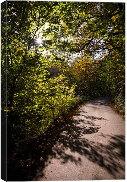  Shadows on the path Canvas Print by Andrew Kearton