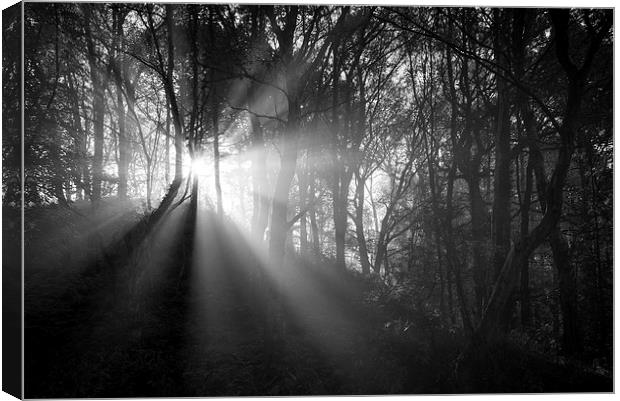  Light in the dark woods Canvas Print by Andrew Kearton