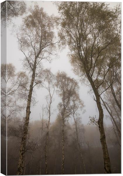  Tall trees in Autumn mist at dusk Canvas Print by Andrew Kearton