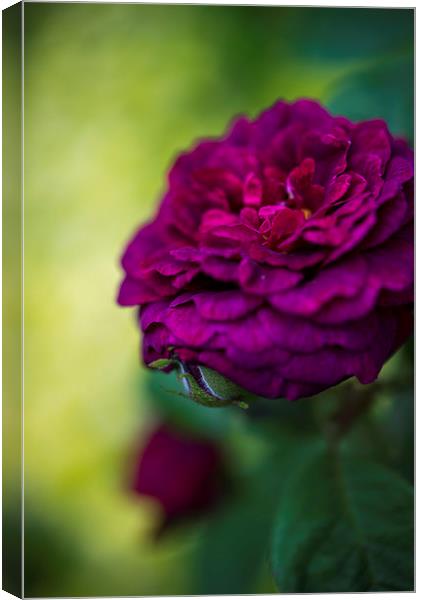  Burgundy rose Canvas Print by Andrew Kearton