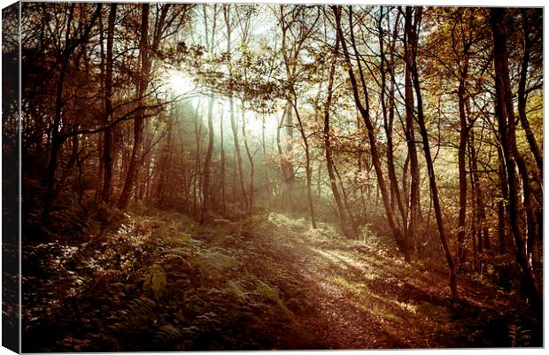  Sunlight on the woodland path Canvas Print by Andrew Kearton