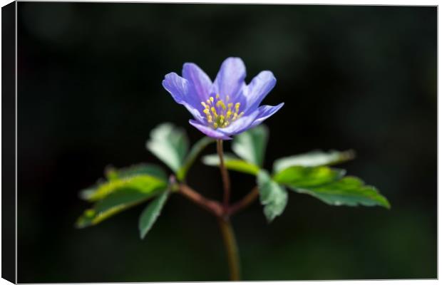Blue Anemone Canvas Print by Andrew Kearton