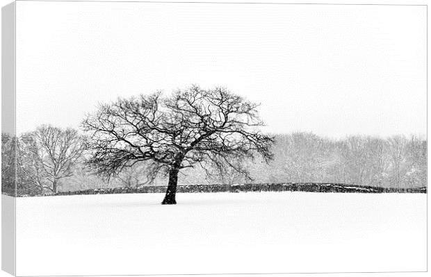 Oak tree in the Snow Canvas Print by Andrew Kearton