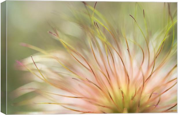Natural softness Canvas Print by Andrew Kearton