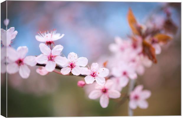 Delicate spring bossom Canvas Print by Andrew Kearton