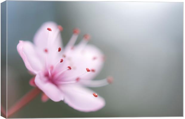 Single pink blossom Canvas Print by Andrew Kearton