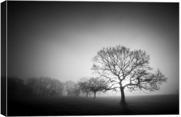 English Oaks in morning mist Canvas Print by Andrew Kearton
