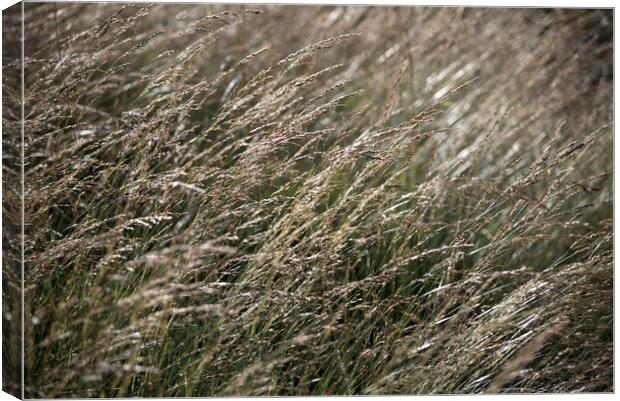 Fine moorland grasses Canvas Print by Andrew Kearton