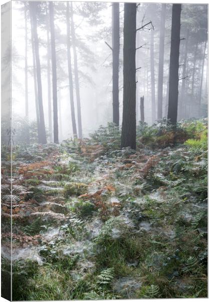 Dewy webs in the forest  Canvas Print by Andrew Kearton