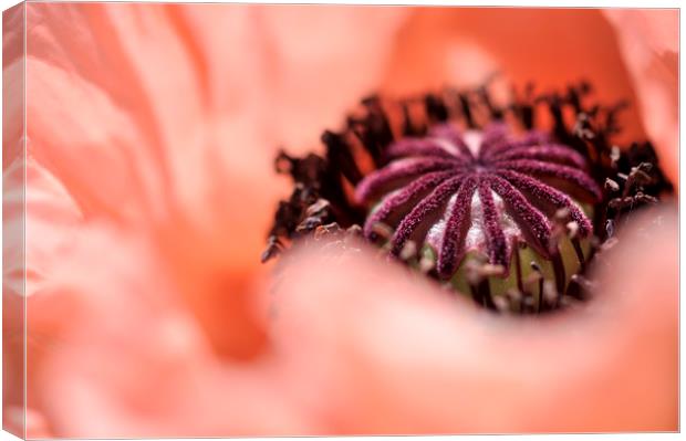 Peachy Poppy Canvas Print by Andrew Kearton