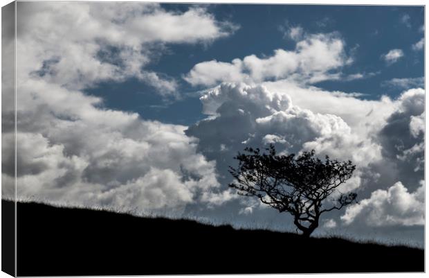 Lone tree and big clouds Canvas Print by Andrew Kearton