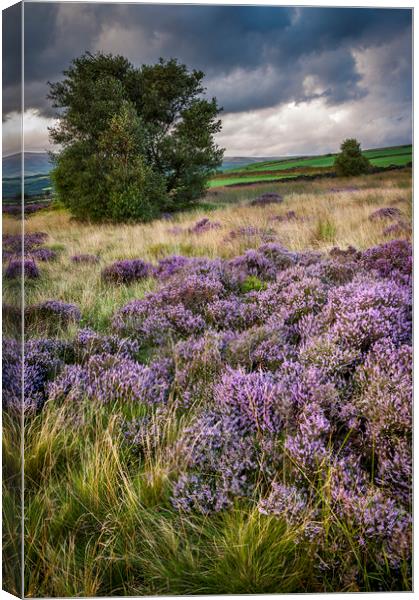 Heather blooming on English hills Canvas Print by Andrew Kearton