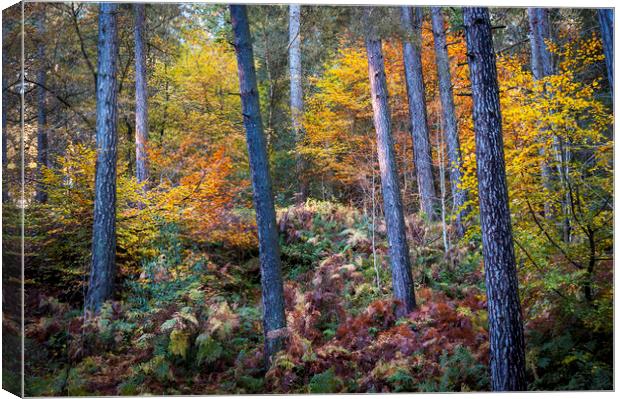 Autumn colour in the forest Canvas Print by Andrew Kearton